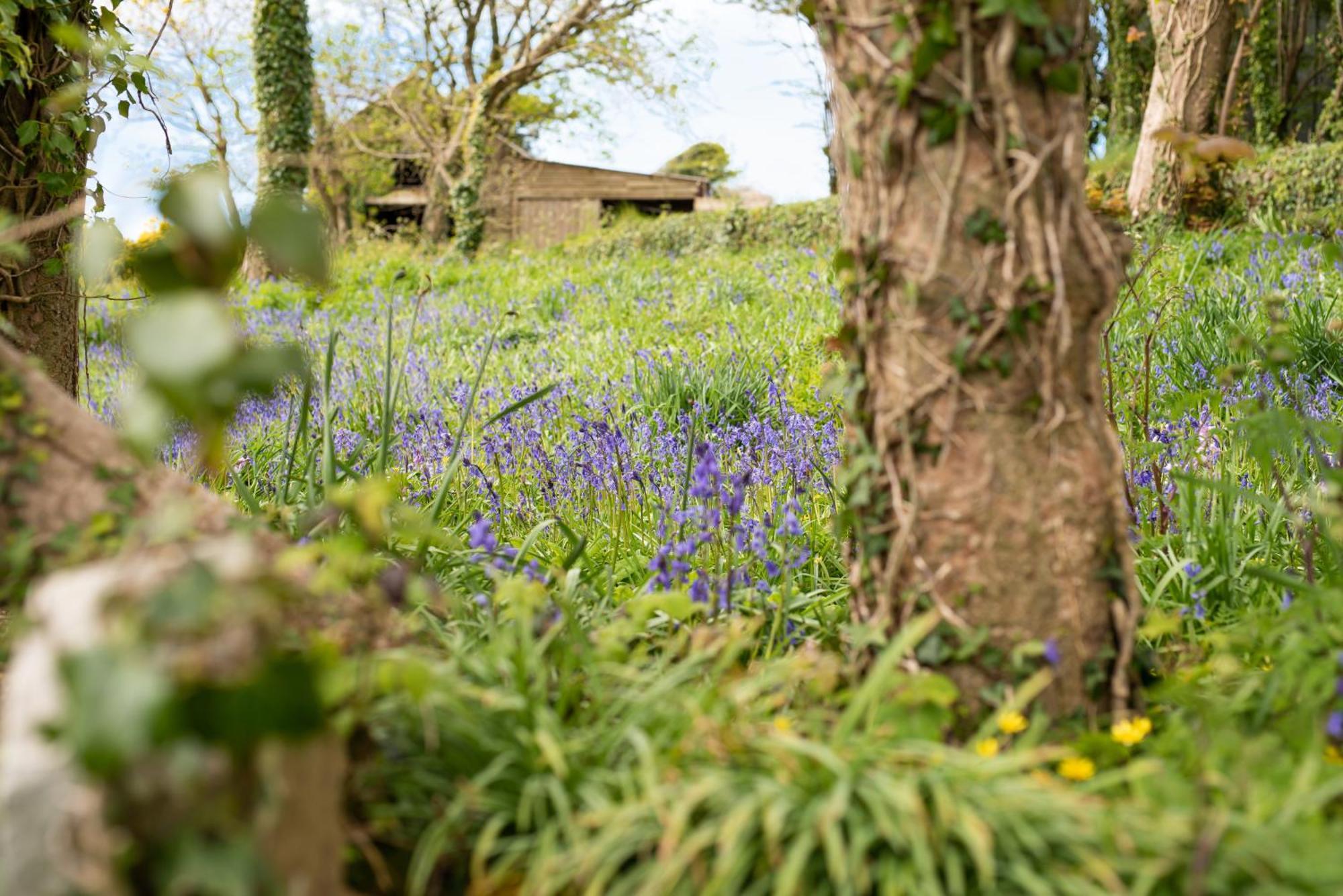 Timber Hill Self Catering Cedar Lodges Broad Haven Exterior photo